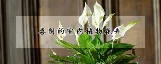 喜阴的室内植物花卉,第1图