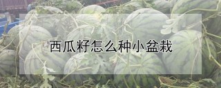 西瓜籽怎么种小盆栽,第1图