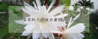 昙花叶子长斑点是因为什么,第1图