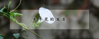 牵牛花的寓意,第1图