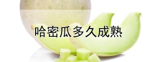 哈密瓜多久成熟,第1图