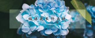 绒球花长什么样,第1图