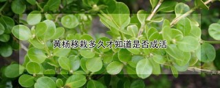 黄杨移栽多久才知道是否成活,第1图