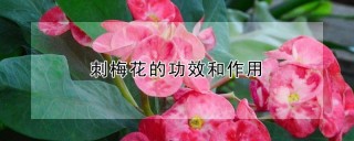 刺梅花的功效和作用,第1图