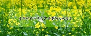 春季种植油菜花需要催熟还是排水,第1图