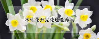 水仙花开完花还能养吗,第1图