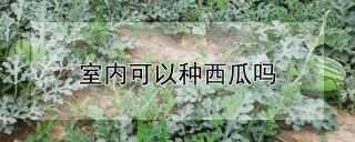 室内可以种西瓜吗,第1图