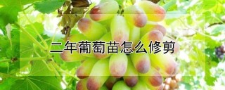 二年葡萄苗怎么修剪,第1图