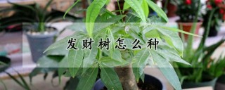 发财树怎么种,第1图