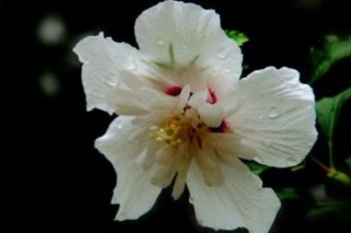 白色木槿花的花语,第2图
