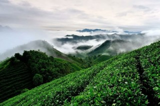 种植茶树的要求,第2图