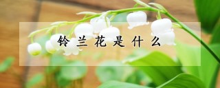 铃兰花是什么,第1图