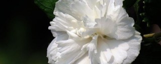 白色木槿花的花语,第1图