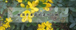 树顶开黄花的是什么树,第1图