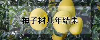 柚子树几年结果,第1图