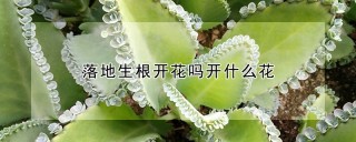 落地生根开花吗开什么花,第1图