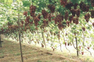 葡萄种植技术与管理,第2图