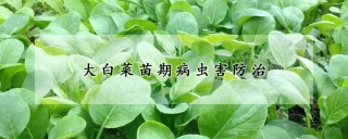 大白菜苗期病虫害防治,第1图