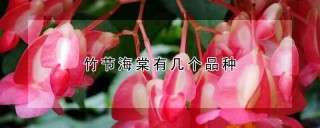 竹节海棠有几个品种,第1图