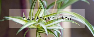 吊兰有毒吗?对人有害吗?,第1图