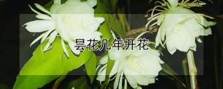 昙花几年开花,第1图