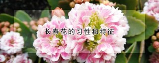 长寿花的习性和特征,第1图