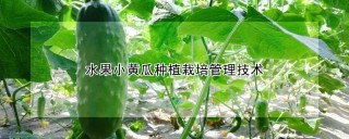 水果小黄瓜种植栽培管理技术,第1图