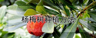 杨梅树种植方法,第1图