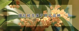 堰红桂花属于什么品种,第1图