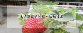 水培草莓的种植方法和技术,第1图