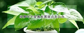 绿箩叶子变黄长黑斑点怎么办,第1图