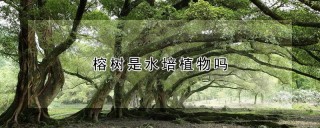 榕树是水培植物吗,第1图