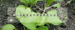 小白菜生虫不用农药怎么治虫,第1图