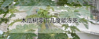 木瓜树零下几度能冻死,第1图