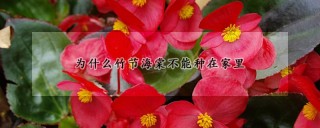 为什么竹节海棠不能种在家里,第1图