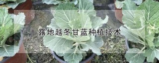 露地越冬甘蓝种植技术,第1图