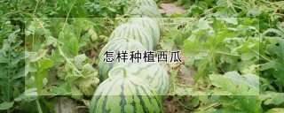 怎样种植西瓜,第1图