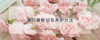 康乃馨鲜切花养护方法,第1图