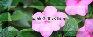 凤仙花喜水吗,第1图