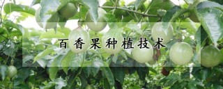 百香果种植技术,第1图