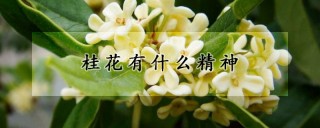 桂花有什么精神,第1图