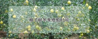 柚子树冬季修剪时间,第1图