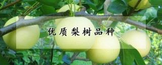 优质梨树品种,第1图