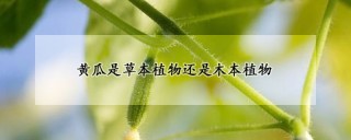 黄瓜是草本植物还是木本植物,第1图