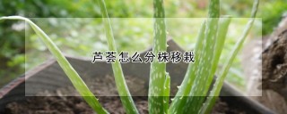 芦荟怎么分株移栽,第1图