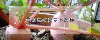 最耐热的夏萝卜品种,第1图