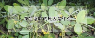 花生落叶的原因是什么,第1图