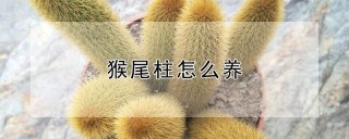 猴尾柱怎么养,第1图