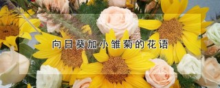 向日葵加小雏菊的花语,第1图