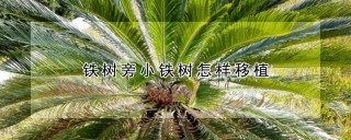 铁树旁小铁树怎样移植,第1图